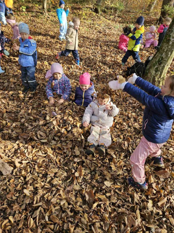 Gozdne dogodivscine 2025-1