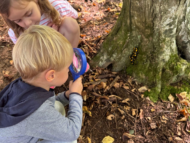 Gozdne-dogodivscine-2025-4